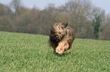 BRIARD 153